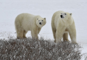 Polar bears.