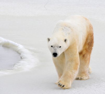 Polar bear.