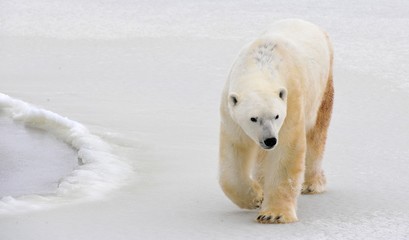 Obraz na płótnie Canvas Polar bear.