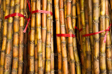 Bamboo sticks for sale