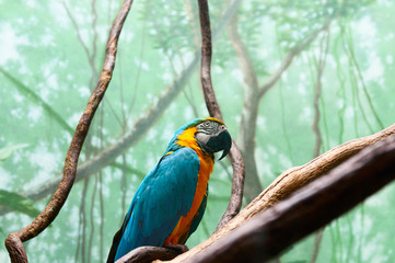 Colourful parrot bird sitting on the perch