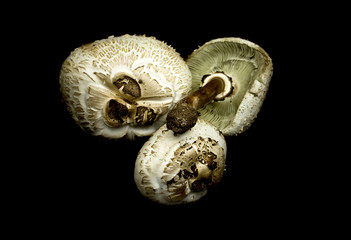Wild Mushrooms