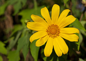 Beautiful sunflowers in the field