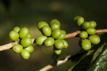 Coffee beans ripening on plant