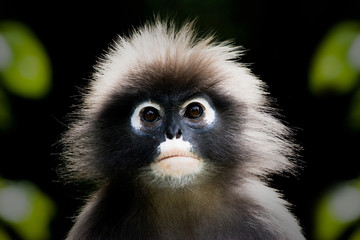 macaque monkey at  Thailand