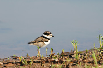 Charadrius vociferus