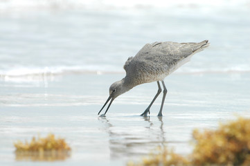 Beach Combing
