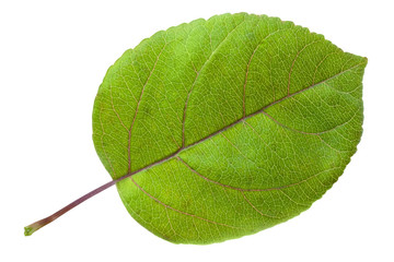 Green apple leaf