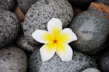 Fototapeta na wymiar flower on stones