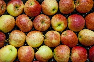 pommes sur l'étalage d'un supermarché (fruits et légumes frais)