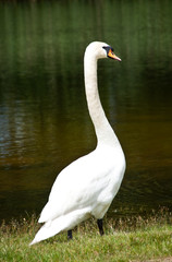 swan