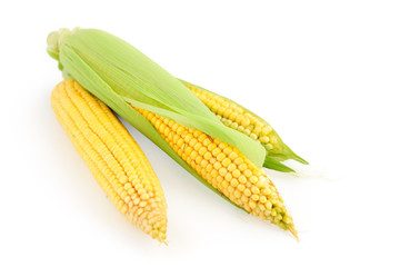 Ripe corn