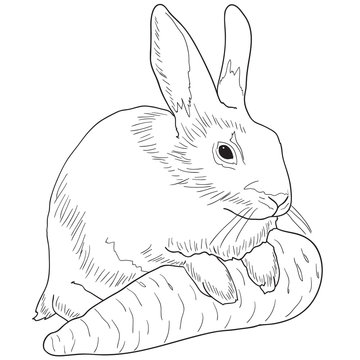 Monochrome image of a rabbit with a carrot