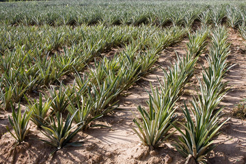 Fototapeta premium The farm of pineapple, tropical fruit