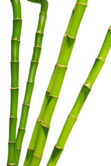 bamboo