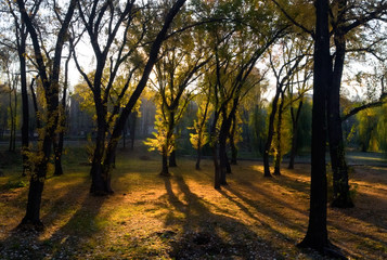 Obraz premium Sunny autumn morning