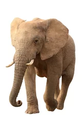 Crédence de cuisine en verre imprimé Éléphant Éléphant d& 39 Afrique isolé