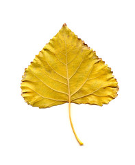 isolated on white beautiful leaf