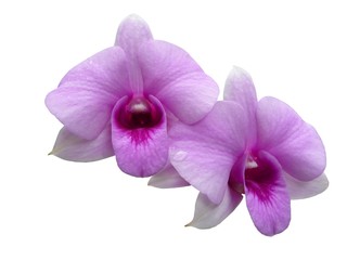 Fototapeta na wymiar Orchideen_rosa - Orchidaceae