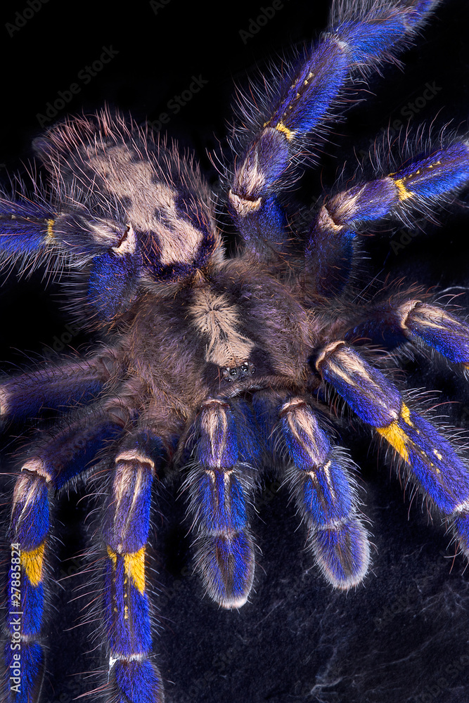 Poster blue tarantula crawling