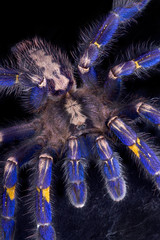 Blue tarantula crawling
