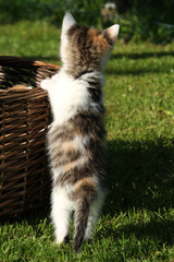 Katzenbaby von hinten