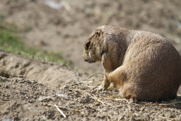 Präriehund