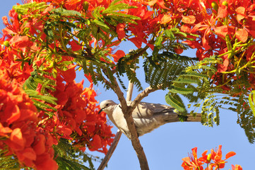 Tourterelle dans un arbre de Flamboyant en fleurs rouges