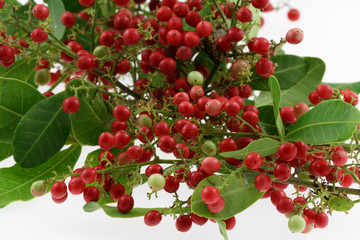 baies roses du schinus terebinthifolus, faux-poivrier