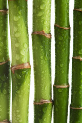bamboo stems isolated
