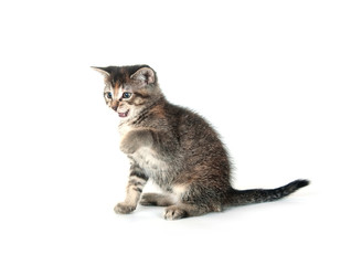 Tabby kitten swinging its paw