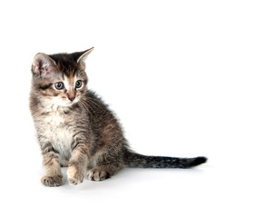 Tabby kitten swinging its paw