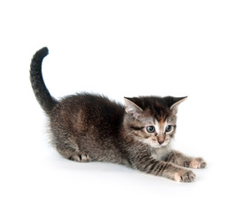 Tabby kitten swinging its paw