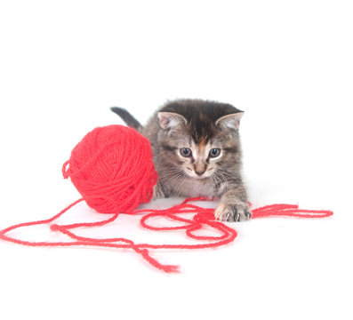 Kitten playing with red yarn