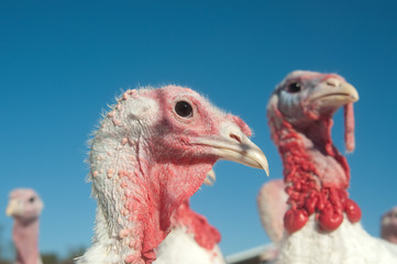 Turkey on a farm