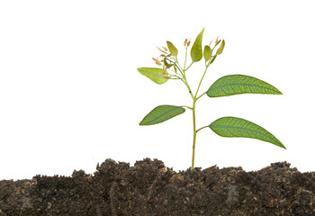 Eucalyptus seedling growing from soil