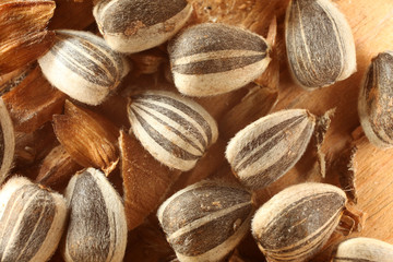 graines de tournesol