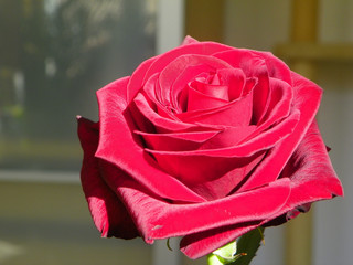 rose rouge au soleil
