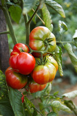 pied de tomate