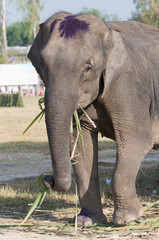 Fototapeta premium Elephant eating palm tree leaves