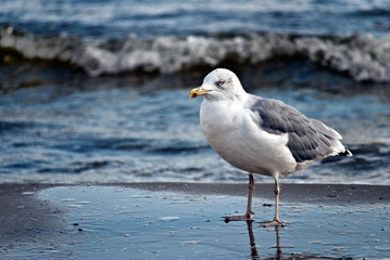 Möwe die am Strand rumsteht