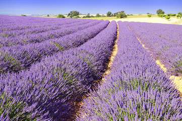 Obraz premium lavande de Provence