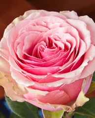 Pink rose closeup view