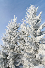 Group of snowly trees.