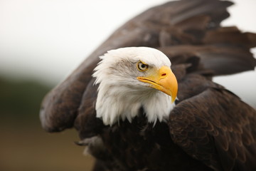 Portrait of a Bald Eagle