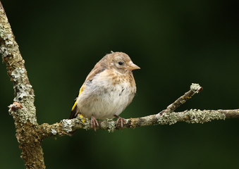 Portrait of a young Goldfinch
