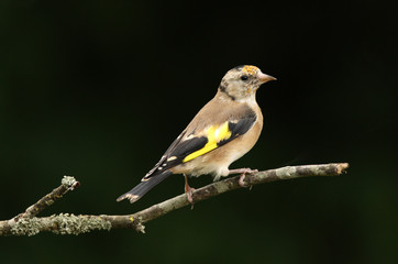 Portrait of a young Goldfinch