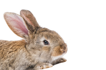 close-up white brown rabbit