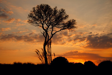 Silhouette of the tree