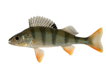 Ordinary river perch